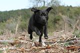 LABRADOR 153